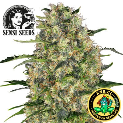 Black Domina de Sensi Seeds