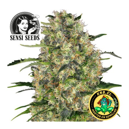 Black Domina de Sensi Seeds