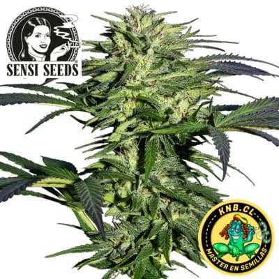 Durban de Sensi Seeds
