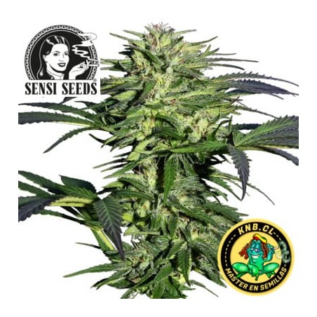 Durban de Sensi Seeds