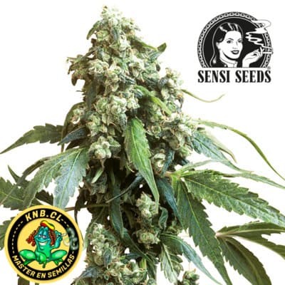 Jack Flash 5 Sensi Seeds