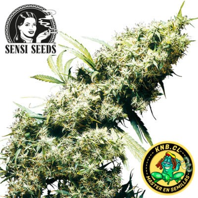 Jamaican Pearl de Sensi Seeds
