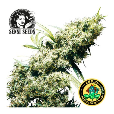 Jamaican Pearl de Sensi Seeds