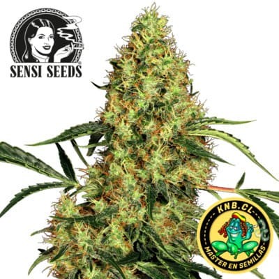 Mexican Sativa de Sensi Seeds