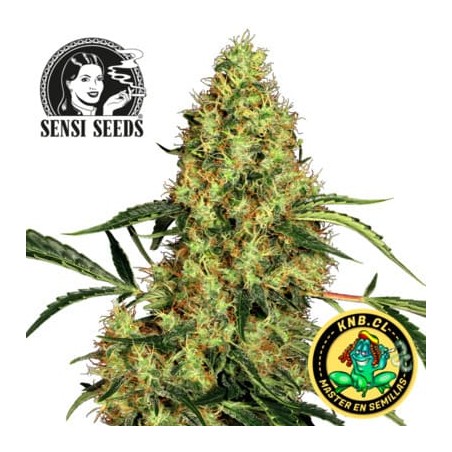 Mexican Sativa de Sensi Seeds