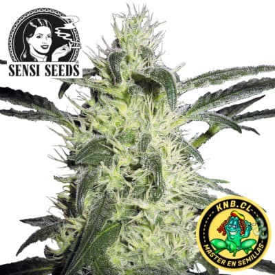 Silver Haze de Sensi Seeds