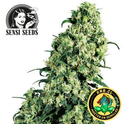 Skunk 1 de Sensi Seeds