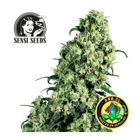 Skunk 1 de Sensi Seeds