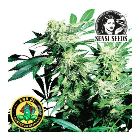 Skunk Kush de Sensi Seeds