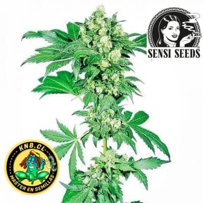 Afghani 1 de Sensi Seeds