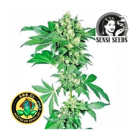 Afghani 1 de Sensi Seeds