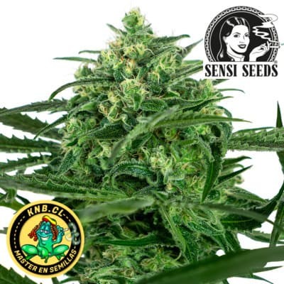 Amnesia Sensi Seeds semillas cannabis