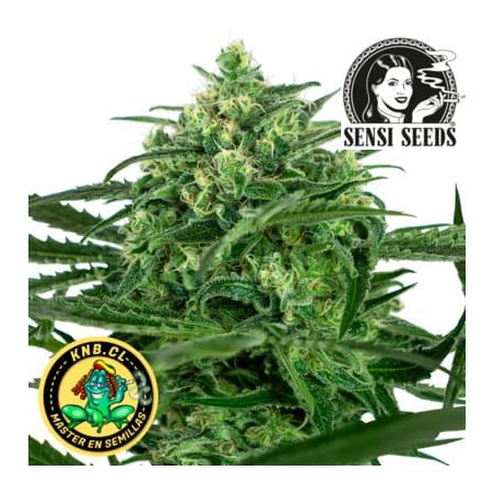 Amnesia Sensi Seeds semillas cannabis