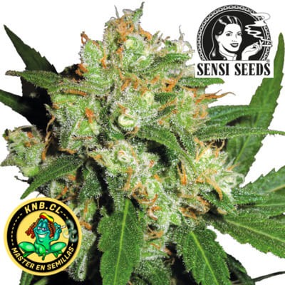 Sensi Skunk de Sensi Seeds