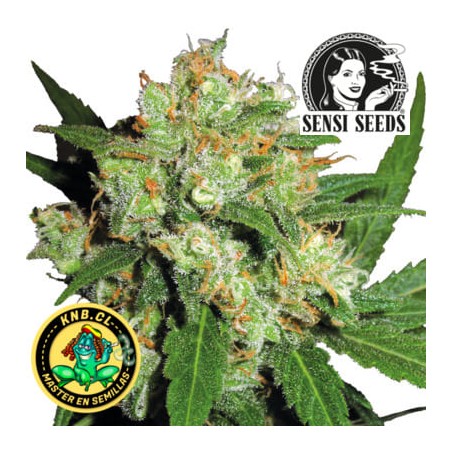 Sensi Skunk de Sensi Seeds