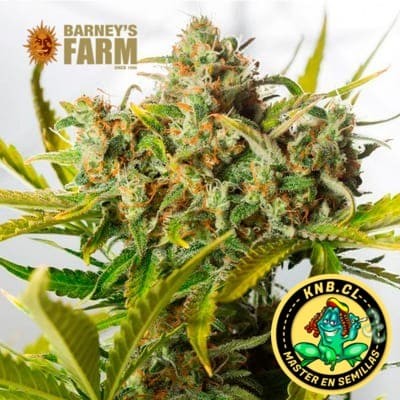 Acapulco Gold Barney´s Farm