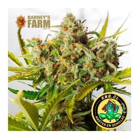 Acapulco Gold Barney´s Farm