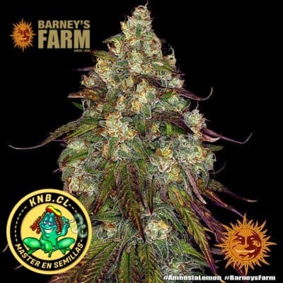 Amnesia Lemon Barney´s Farm