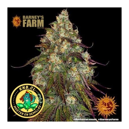 Amnesia Lemon Barney´s Farm