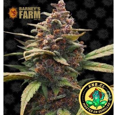 Ayahuasca Purple Barney´s Farm