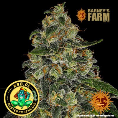 Blue Gelato 41 de Barney´s Farm