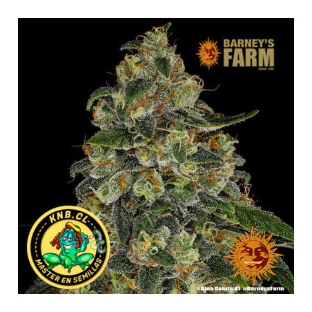 Blue Gelato 41 de Barney´s Farm