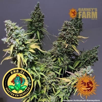 Critical Kush Barney´s Farm