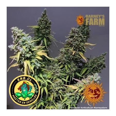 Critical Kush Barney´s Farm