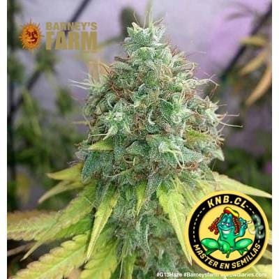 G 13 Haze de Barney´s Farm