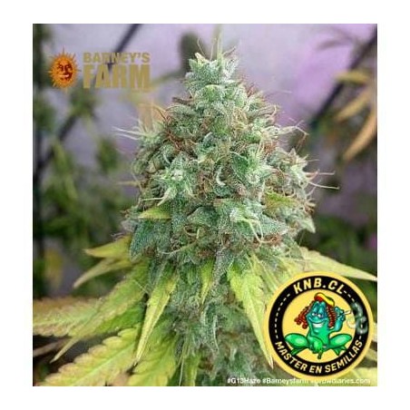 G 13 Haze de Barney´s Farm