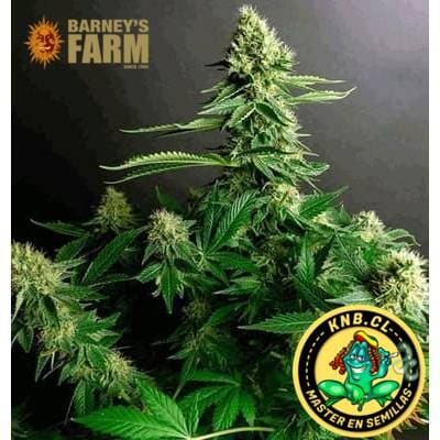 Gorilla Zkittlez Barney´s Farm