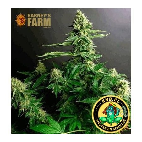 Gorilla Zkittlez Barney´s Farm