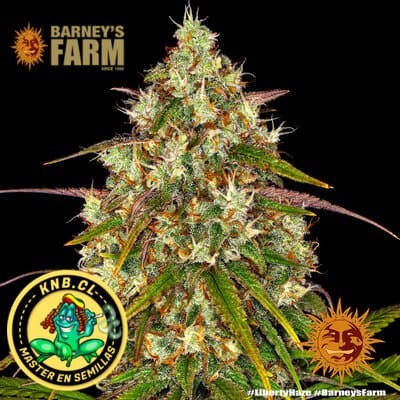 Liberty Haze Barney´s Farm
