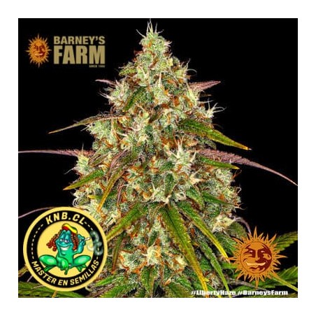 Liberty Haze Barney´s Farm