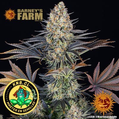 LSD de Barney´s Farm
