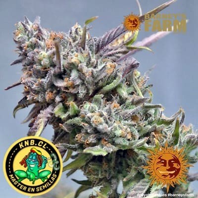 Peyote Cookies de Barney´s Farm