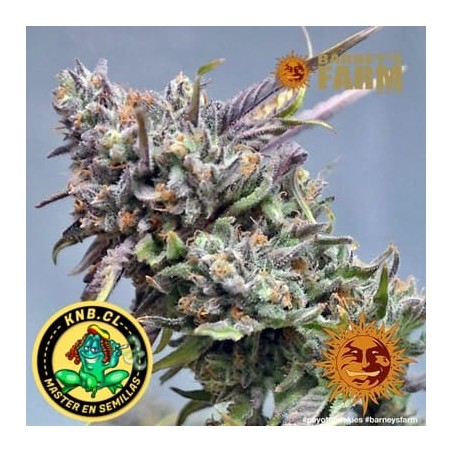 Peyote Cookies de Barney´s Farm