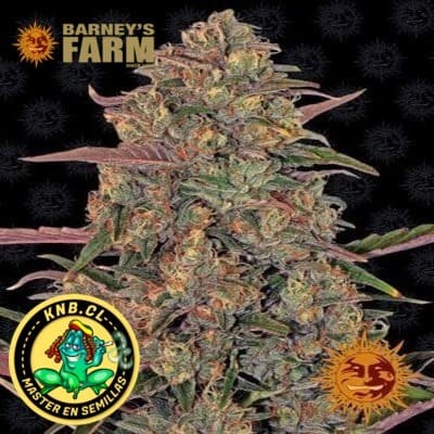 Pineapple Chunk Barney´s Farm