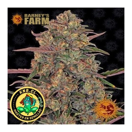 Pineapple Chunk Barney´s Farm