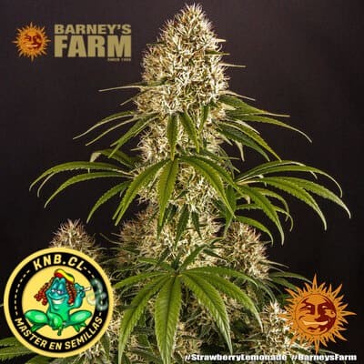 Strawberry Lemonade de Barney´s Farm