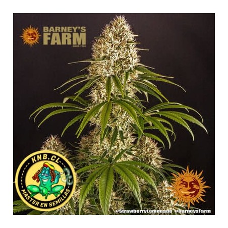 Strawberry Lemonade de Barney´s Farm