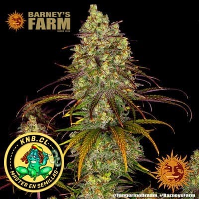Tangerine Dream Barney´s Farm