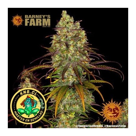 Tangerine Dream Barney´s Farm