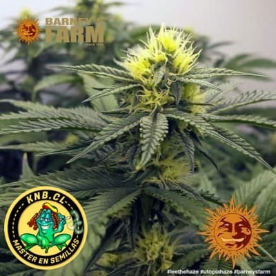 Utopia Haze Barney´s Farm