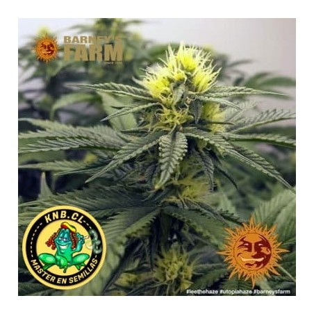 Utopia Haze Barney´s Farm