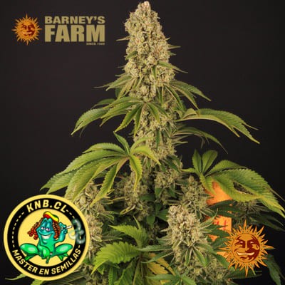 Tropicanna Banana de Barney´s Farm