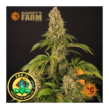 Tropicanna Banana de Barney´s Farm