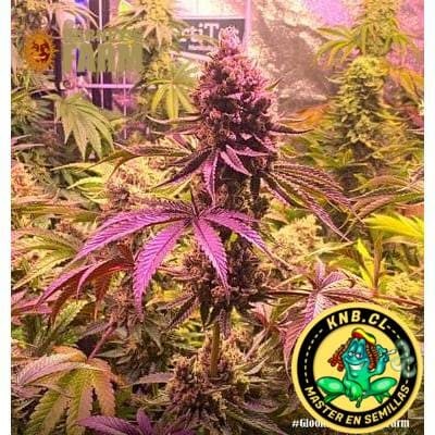 Glookies de Barney´s Farm