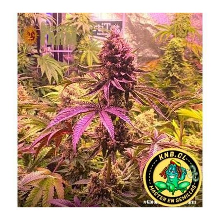 Glookies de Barney´s Farm