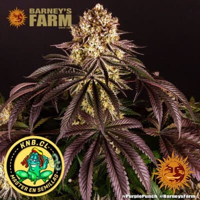 Purple Punch Barney´s Farm